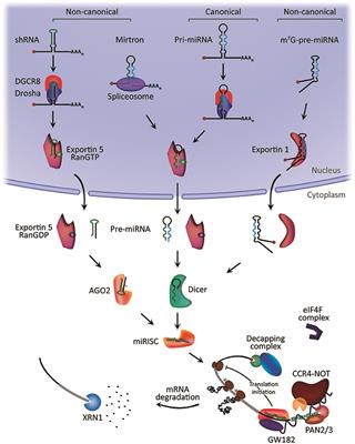 Frontiers | Overview Of MicroRNA Biogenesis, Mechanisms Of Actions, And ...